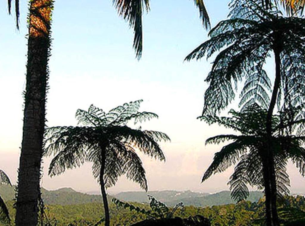 El Hotelito At The Rainforest Experience Farm Fajardo Kültér fotó
